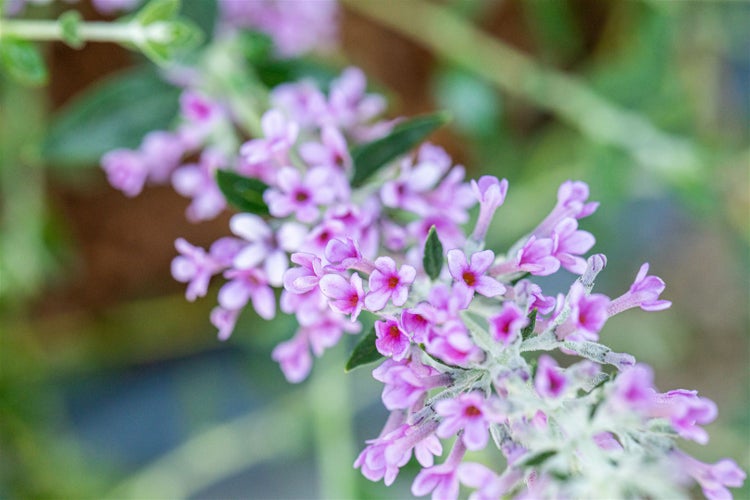 Buddleja alternifolia 'Unique ®', Schmetterlingsflieder, 40–60 cm