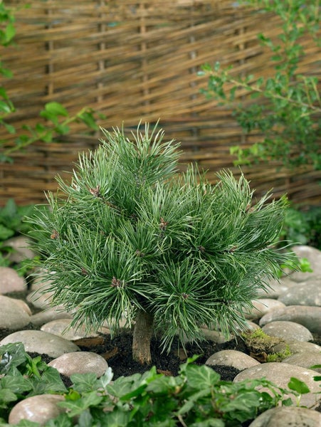 Pinus sylvestris 'Martham', Waldkiefer, 40–50 cm