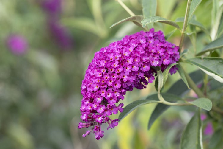 Buddleja davidii 'Royal Red', Schmetterlingsflieder, rot, 100–125 cm