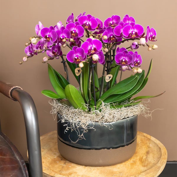 Kolibri Orchids Lila Phalaenopsis Orchidee Morelia Topfgröße 9cm blühende Zimmerpflanze frisch vom Züchter