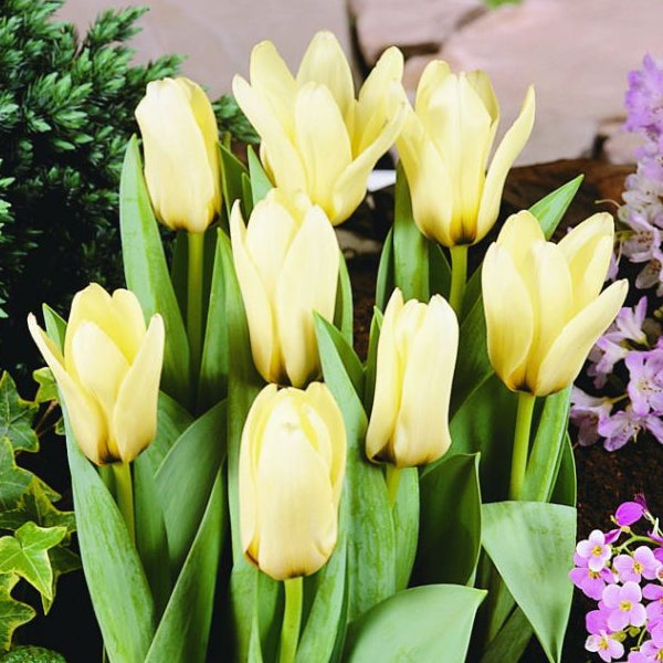 Gelbe Tulpen mit grünen Blättern im Garten.