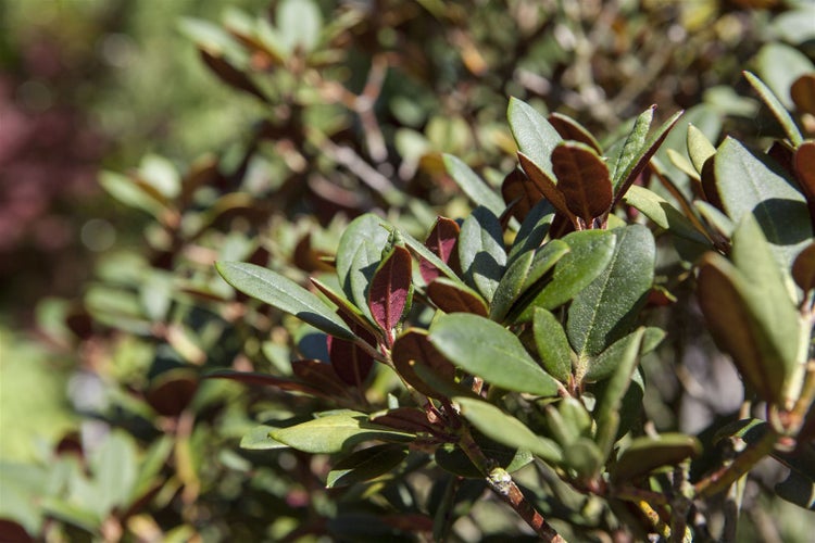 Rhododendron neriiflorum 'Burletta', leuchtend rot, 30–40 cm