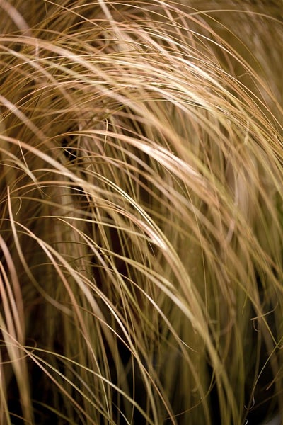 Carex comans 'Milk Chocolate', Schokoladen-Segge, ca. 9x9 cm Topf
