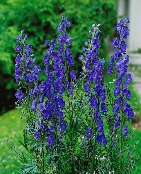 Blauer Eisenhut im Garten