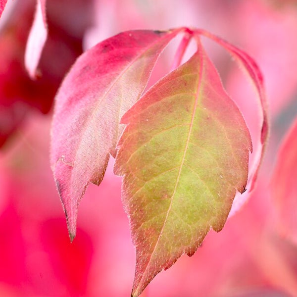 Bloomique - Parthenocissus Quinquefolia Engelmannii - Wildrebe - Kletterpflanzen - Gartenpflanzen - Winterhart - Topf 15 cm - 70-80 cm hoch