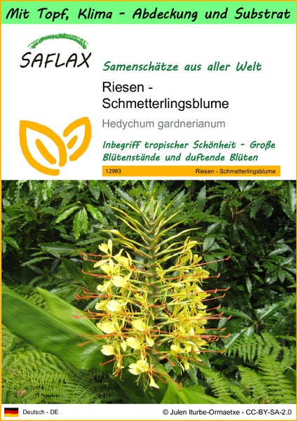 SAFLAX Garden to go - Riesen - Schmetterlingsblume - Hedychum gardnerianum - 10 Samen - Mit Topf, Klima - Deckel und Anzuchtsubstrat