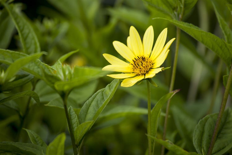 Heliopsis scabra 'Karat', Sonnenauge, goldgelb, ca. 11x11 cm Topf