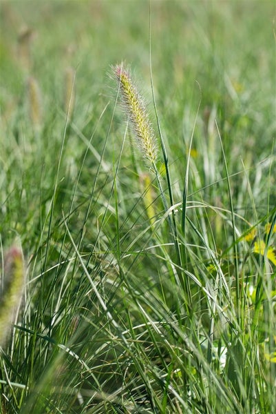 Grasbüschel im Garten