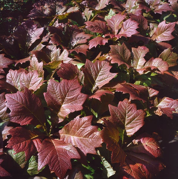 Rodgersia podophylla 'Rotlaub', Schaublatt, rotlaubig, ca. 11x11 cm Topf