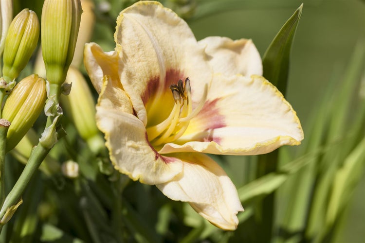 Hemerocallis x cult. 'Custard Candy', Taglilie, cremegelb, ca. 11x11 cm Topf
