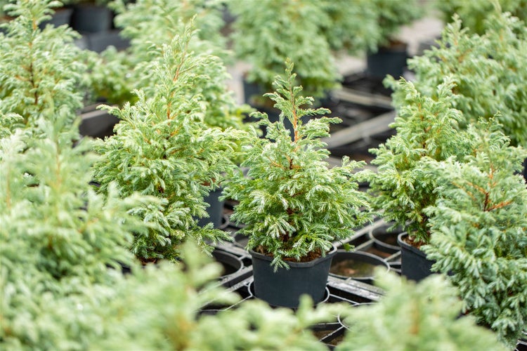 Mehrere Chamaecyparis pisifera Pflanzen in Töpfen