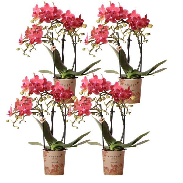 Kolibri Orchids COMBI DEAL von 4 roten Phalaenopsis Orchideen Kongo Topfgröße 9cm blühende Zimmerpflanze frisch vom Züchter