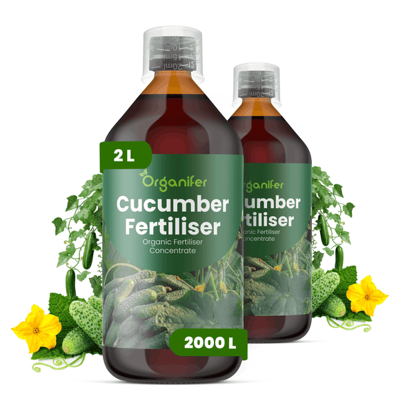 Zwei Flaschen Organifer Bio-Gurkendünger Konzentrat zu je 2 Liter, organischer Flüssigdünger für Gurkenpflanzen.