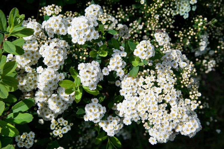 Spiraea nipponica 'Snowmound', Japanische Spiere, weiß, 40–60 cm