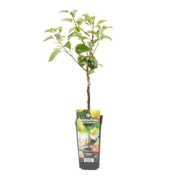 Bloomique - Pyrus Communis Conference - Birnbaum - Obstbäume - Gartenpflanzen - Winterhart - ⌀14 cm - Höhe 60-70 cm