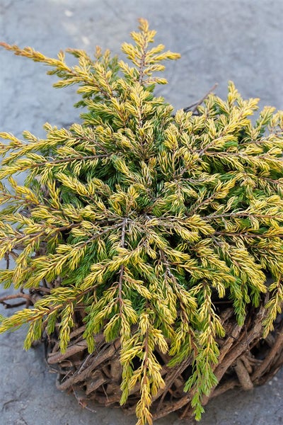 Juniperus communis 'Goldschatz', Wacholder, goldgelb, 20–25 cm