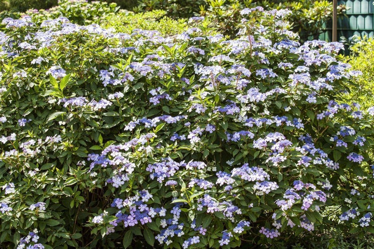 Blühende Tellerhortensie mit vielen kleinen blau-violetten Blüten und grünen Blättern.