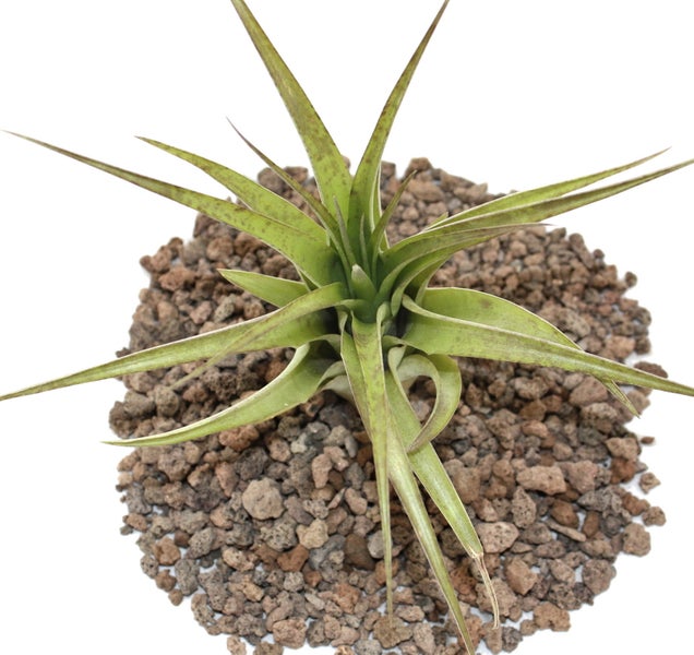 Tillandsia brachycaulos multiflora - lose Pflanze gross