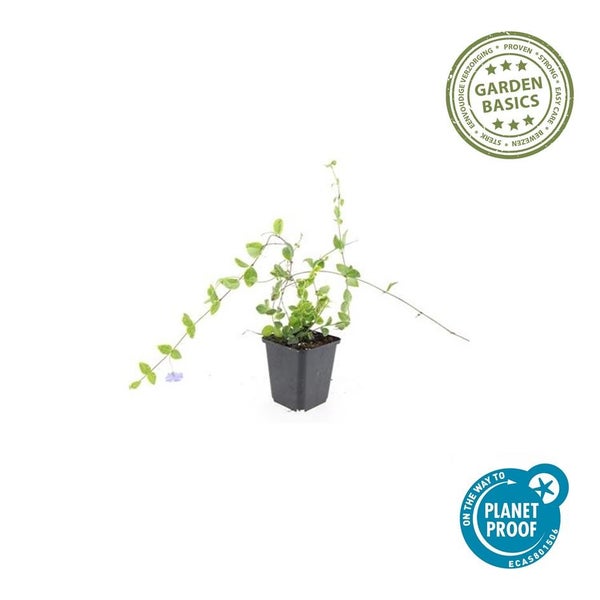 Großes Immergrün Vinca major im schwarzen Topf. Garden Basics Logo und On the way to Planet Proof Siegel.