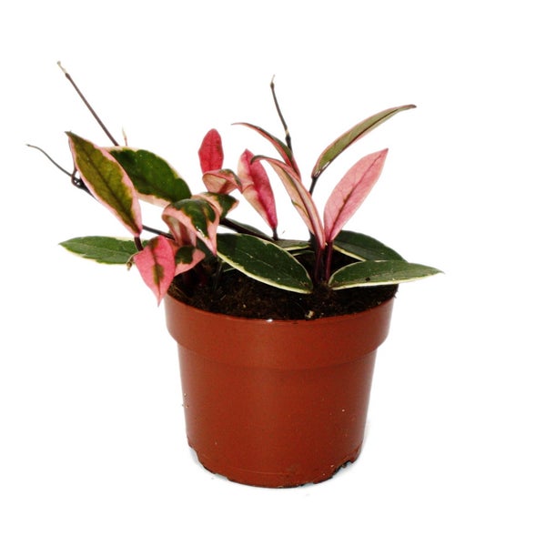 Hoya carnosa Flamingo Dream rankende Zimmerpflanze mit rosa Neutrieb Porzellanblume Wachsblume 12cm Topf