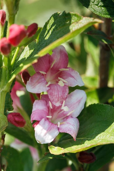 Weigela florida 'Nana Variegata', Weigelie, buntlaubig, 125–150 cm