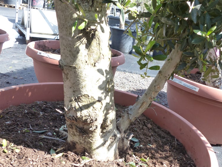 Bonsai Kugel Olivenbaum 140 - 170 cm knorrige urige Olive winterhart Olea Europaea Ölbaum
