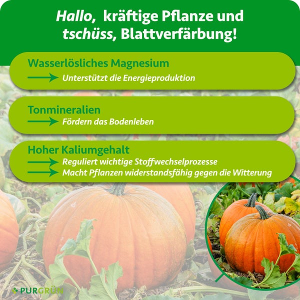 Infografik zum Purgrün Pflanzendünger mit Hinweisen zu wasserlöslichem Magnesium, Tonmineralien und hohem Kaliumgehalt für gesunde Pflanzen.