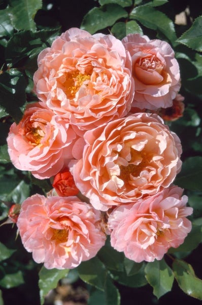 Rosa 'Marie Curie', Edelrose, apricot, 5-7,5 Liter Container