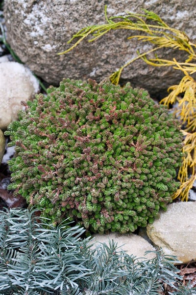 Sedum sexangulare, Milder Mauerpfeffer, ca. 9x9 cm Topf