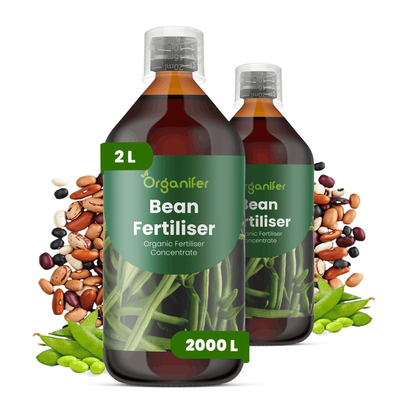 Organifer Bohnendünger Konzentrat, zwei Flaschen zu je 2 Liter, organisches Düngerkonzentrat, ergibt 2000 Liter Düngemittel.