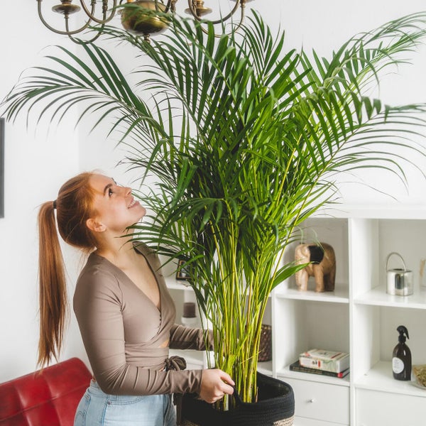 Goldfruchtpalme 110-120 cm Arecapalme Dypsis Lutescens - Echte Pflanze, Große Zimmerpflanze ø 21 cm, Pflegeleicht, Ideal für Wohnzimmer & Büro - mit geflochtenem Seegraskorb