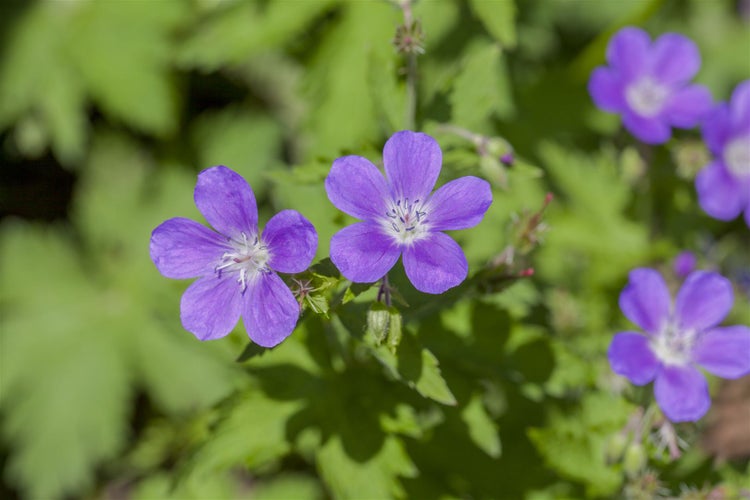 Geranium sylvaticum 'Mayflower', Storchschnabel, violett, ca. 9x9 cm Topf