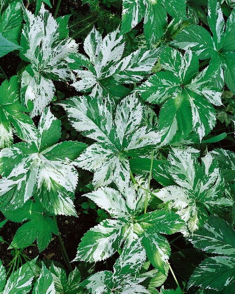 Nahaufnahme von gefleckten Gartenpflanzen