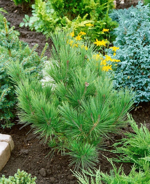Kiefer im Gartenbeet