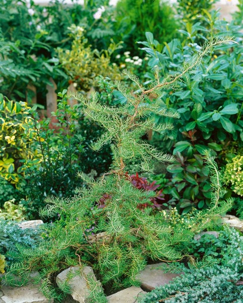Larix kaempferi 'Diana', Japanische Lärche, 80–100 cm, dekorativ