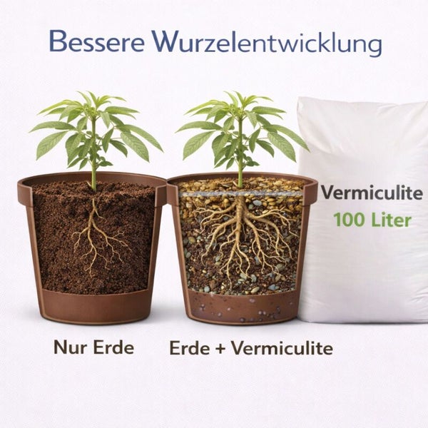 Vergleich der Wurzelentwicklung bei einer Pflanze in Erde und einer Pflanze in einer Mischung aus Erde und Vermiculite.
