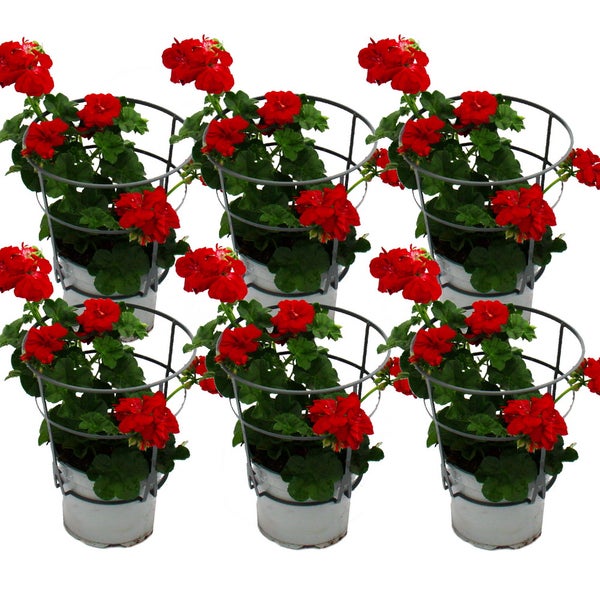 Geranien hängend - Pelargonium peltatum - 12cm Topf - Set mit 6 Pflanzen - dunkelrot