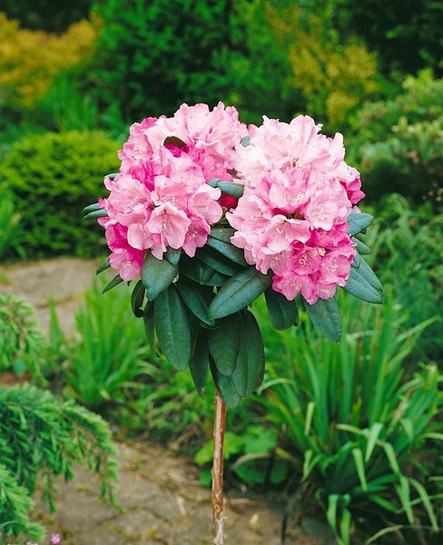 Rhododendron yakushimanum 'Polaris', rosa Blüten, 40–50 cm