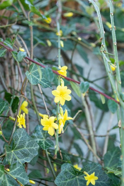 Jasminum nudiflorum, Winterjasmin, gelb, 40–60 cm