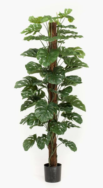 Künstliche Waldrebe Clematis mit violetter Blüte und grünen Blättern.