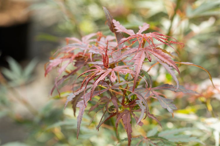 Acer palmatum 'Jerre Schwartz', Japanischer Ahorn, 60–100 cm