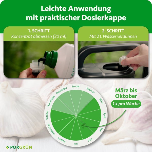 Anwendung Knoblauchdünger: 20 Milliliter Konzentrat mit 2 Liter Wasser verdünnen. Von März bis Oktober einmal pro Woche düngen. Purgrün Logo
