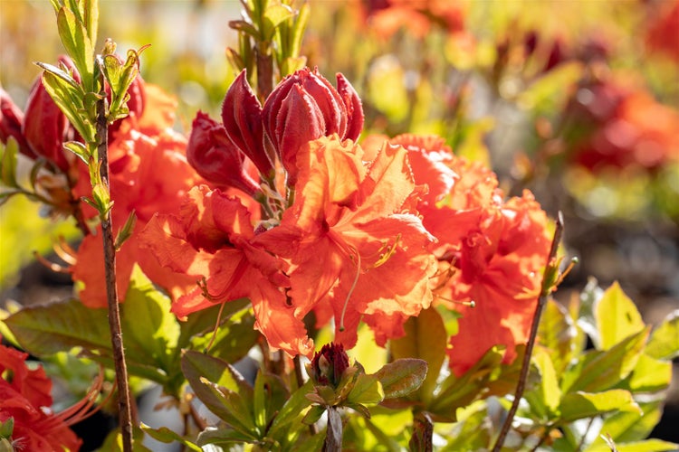 Rhododendron luteum 'Gibraltar', gelb-orange, 40–50 cm