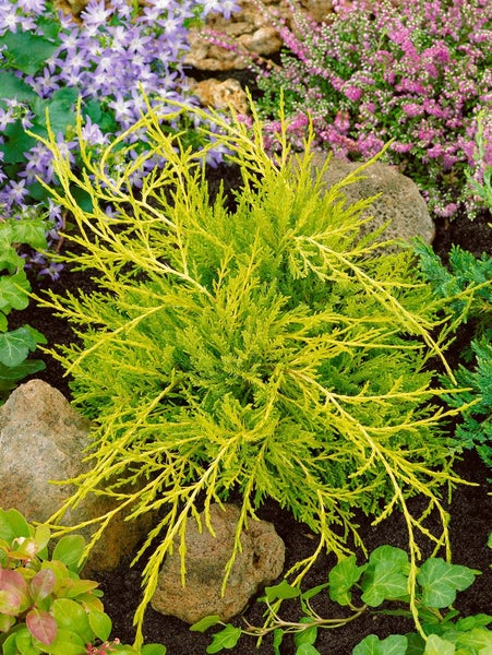 Juniperus media 'Old Gold', Wacholder, goldgelb, 15–20 cm