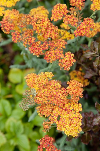 Achillea filipendulina 'Walter Funcke', Schafgarbe, orange, ca. 9x9 cm Topf