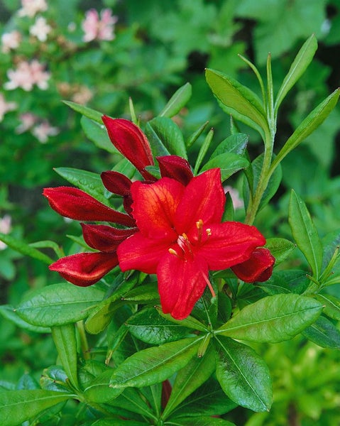 Rhododendron luteum 'Satan', gelb, 30–40 cm