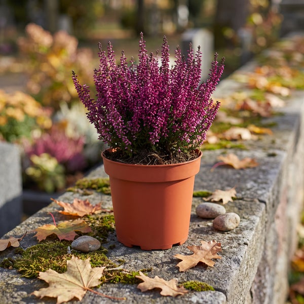 Besenheide in einem Kunststofftopf auf einer Steinmauer im Herbstambiente