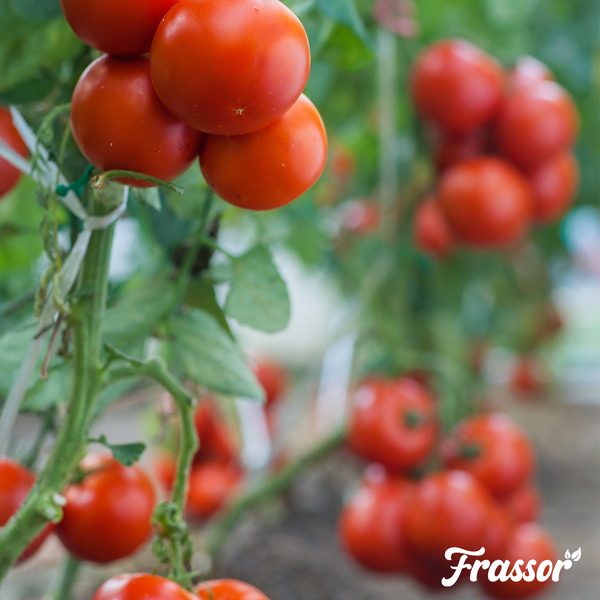 Tomatenpflanze mit reifen, roten Früchten