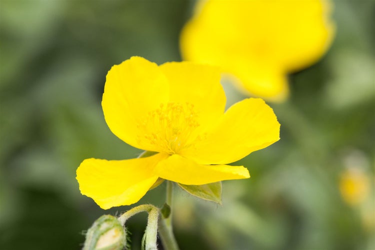 Helianthemum x cult. 'Sterntaler', Sonnenröschen, gelb, ca. 9x9 cm Topf