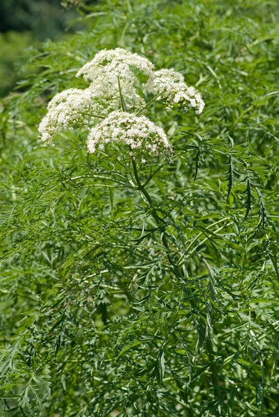 Sambucus nigra 'Laciniata', Schwarzer Holunder, feinblättrig, 60–80 cm